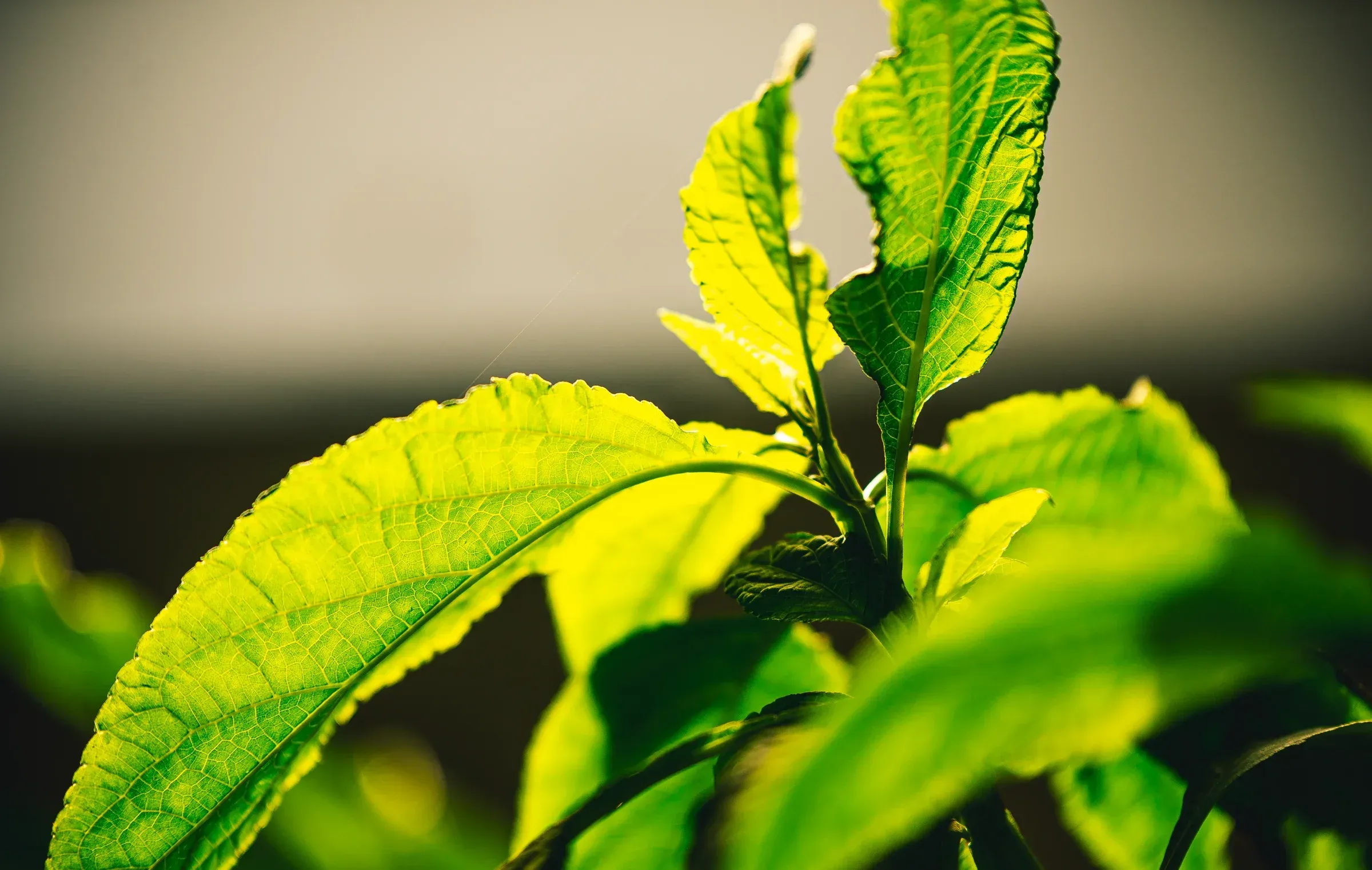 Close-up of green plant leaves with water droplets, natural light and shallow focus