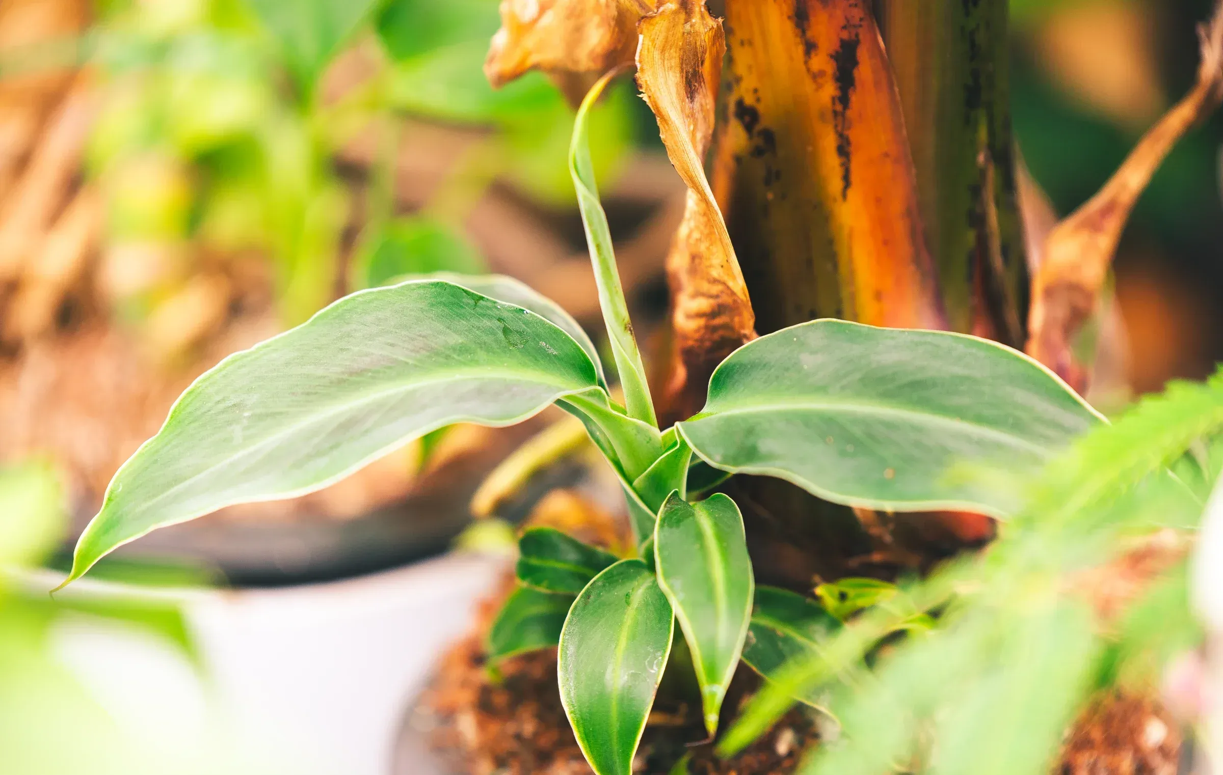 Leaf structure detail with vein texture visible, editorial botanical close-up